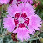 花の写真